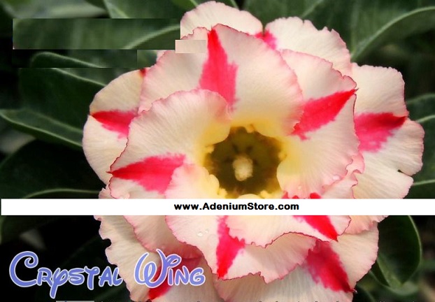 (image for) New Adenium Obesum \'Crystal Wing\' 5 Seeds